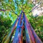 Rainbow Eucalyptus Deglupta Tree 10 Seeds