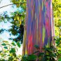 Rainbow Eucalyptus Deglupta Tree 10 Seeds