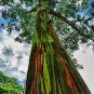 Rainbow Eucalyptus Deglupta Tree 10 Seeds
