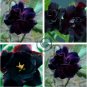 Imported 'Black Swan' Adenium Desert rose 4 Seeds