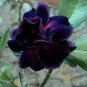 Imported 'Black Swan' Adenium Desert rose 4 Seeds