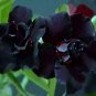 Imported 'Black Swan' Adenium Desert rose 4 Seeds