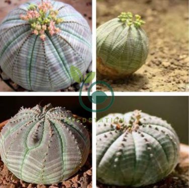 Real Mini Euphorbia obesa Flores Perennial Plant 200 Seeds