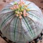Real Mini Euphorbia obesa Flores Perennial Plant 200 Seeds