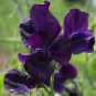 Blue Royal Sweet Pea 40 Seeds