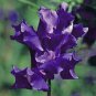 Blue Royal Sweet Pea 40 Seeds