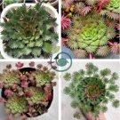 Oxalis versicolor Flowers 400 Seeds