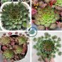 Oxalis versicolor Flowers 400 Seeds