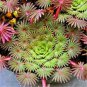 Oxalis versicolor Flowers 400 Seeds