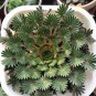 Oxalis versicolor Flowers 400 Seeds