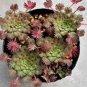 Oxalis versicolor Flowers 400 Seeds