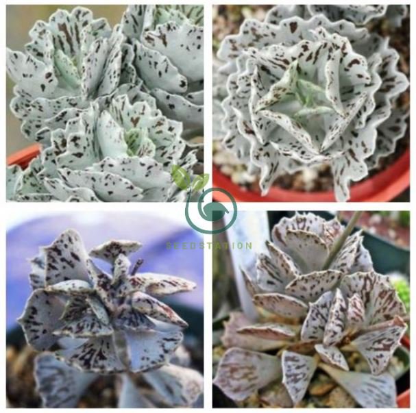 Rare Kalanchoe Marmorata Bonsai Perennial Potted Plant Succulent Bonsai