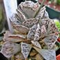 Rare Kalanchoe Marmorata Bonsai Perennial Potted Plant Succulent Bonsai Plants 200 Seeds