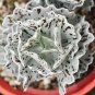 Rare Kalanchoe Marmorata Bonsai Perennial Potted Plant Succulent Bonsai Plants 200 Seeds