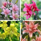 hosta seeds Coleus plant seeds colorful flower 200 Seeds