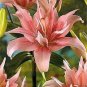 hosta seeds Coleus plant seeds colorful flower 200 Seeds