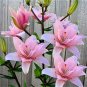 hosta seeds Coleus plant seeds colorful flower 200 Seeds