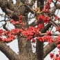 Bombax ceiba Seeds Cotten Tree Red Silk-cotton Tree 60 Seeds