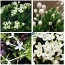 French Bouvardia Longiflora Flower Shrub Bush Plant 100 Seeds