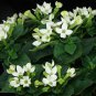 French Bouvardia Longiflora Flower Shrub Bush Plant 100 Seeds