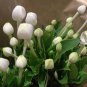 French Bouvardia Longiflora Flower Shrub Bush Plant 100 Seeds