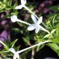 French Bouvardia Longiflora Flower Shrub Bush Plant 100 Seeds
