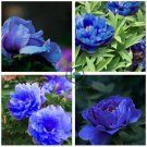 Chinese Rare and Precious Species of Blue Peony Flower 20 Seeds