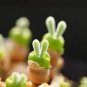 Monilaria Obconica Seeds Natural Hybrid Little Rabbit Succulent Plants 20 Seeds