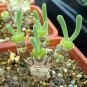Monilaria Obconica Seeds Natural Hybrid Little Rabbit Succulent Plants 20 Seeds