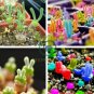 Monilaria Obconica Seeds Natural Hybrid Little Rabbit Succulent Plants 100 Seeds