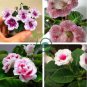 Gloxinia Seeds Perennial Bonsai Flower 200 Seeds