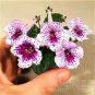 Gloxinia Seeds Perennial Bonsai Flower 200 Seeds