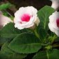 Gloxinia Seeds Perennial Bonsai Flower 200 Seeds