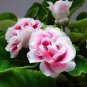 Gloxinia Seeds Perennial Bonsai Flower 200 Seeds