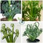 Spring Grass Rare Succulents Plant Funny 4000 Seeds