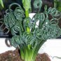 Spring Grass Rare Succulents Plant Funny 4000 Seeds