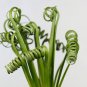Spring Grass Rare Succulents Plant Funny 4000 Seeds