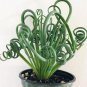 Spring Grass Rare Succulents Plant Funny 4000 Seeds