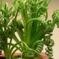 Spring Grass Rare Succulents Plant Funny 4000 Seeds