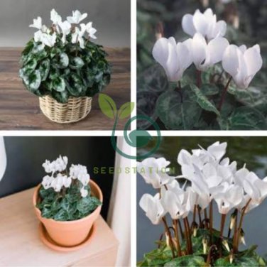 New Cyclamen Flower 200 Seeds