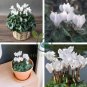New Cyclamen Flower 200 Seeds