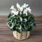 New Cyclamen Flower 200 Seeds