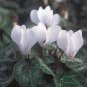 New Cyclamen Flower 200 Seeds