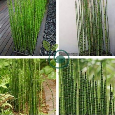 rare mini black moso bamboo 100 Seeds