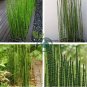 rare mini black moso bamboo 100 Seeds