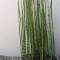 rare mini black moso bamboo 100 Seeds