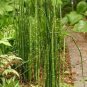 rare mini black moso bamboo 100 Seeds