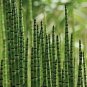 rare mini black moso bamboo 100 Seeds