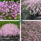 Pink Gypsophila Baby's-breath Cut Flowers 120 Seeds