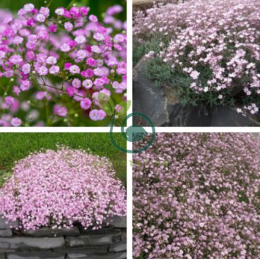 Pink Gypsophila Baby's-breath Cut Flowers 120 Seeds